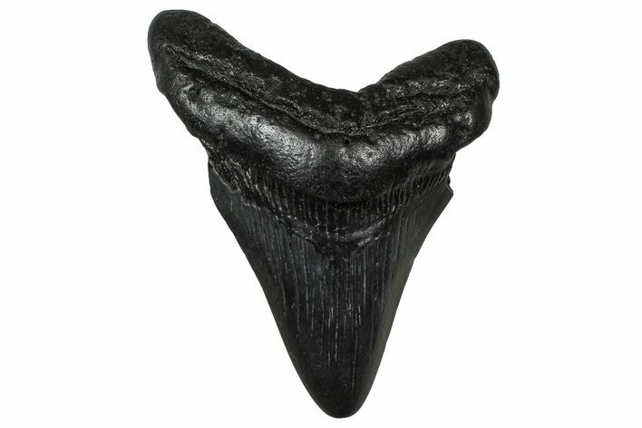 Fossil Megalodon Tooth - South Carolina #374788